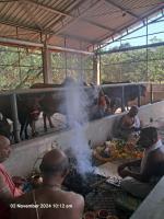 Gopuja & Goshanti at Kembre Kotge, Shirali (2 Nov 2024)